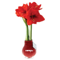 No Water Flowers <b>Preis auf Anfrage</b>